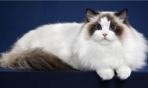 Mèo Ragdoll