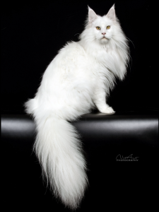 Mèo Maine Coon
