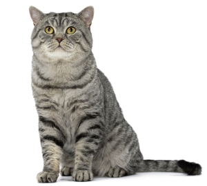 Mèo British Shorthair