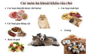 Chó thích ăn gì nhất? 