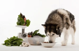 thức ăn cho chó Husky