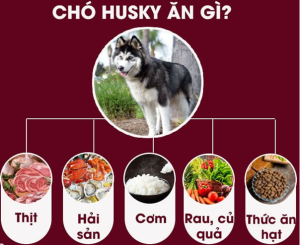 thức ăn cho chó Husky