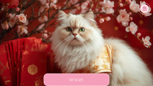 ao-tet-cho-meo-trang