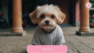 quan-ao-mua-he-cho-cho-ha-noi