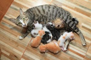 Cách cho mèo con uống sữa mẹ đúng cách giúp tăng sức đề kháng và phát triển khỏe mạnh