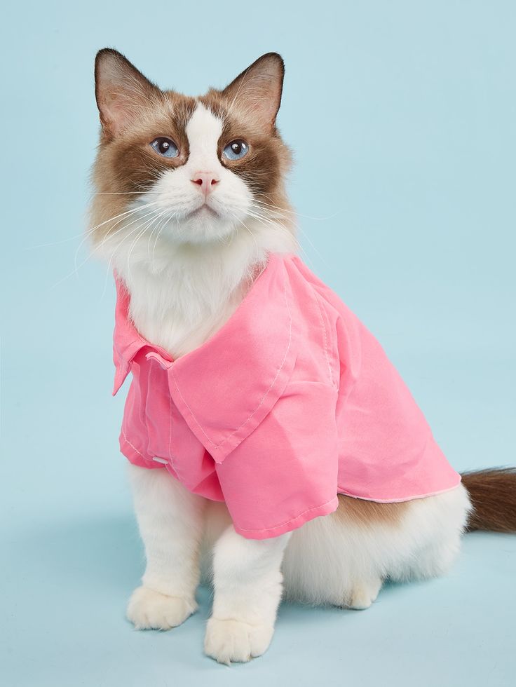 dịch vụ thú cưng