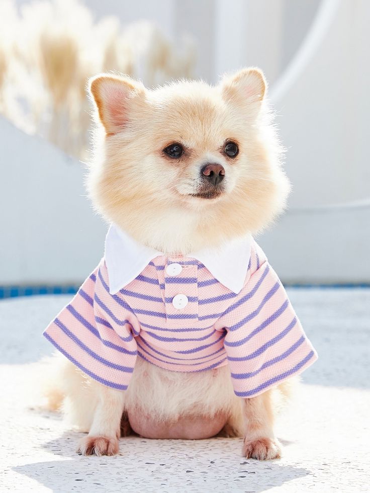 dịch vụ thú cưng