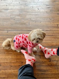 cách làm quần áo cho chó