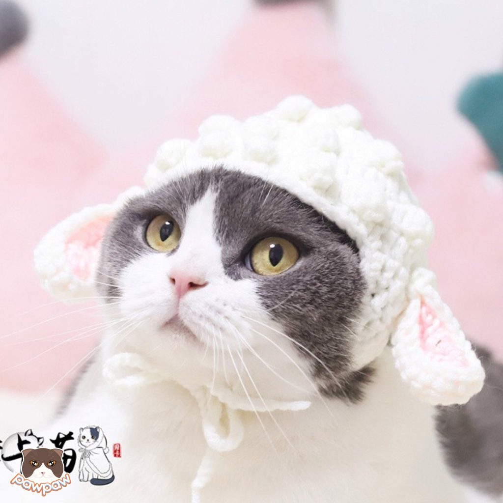 dịch vụ thú cưng