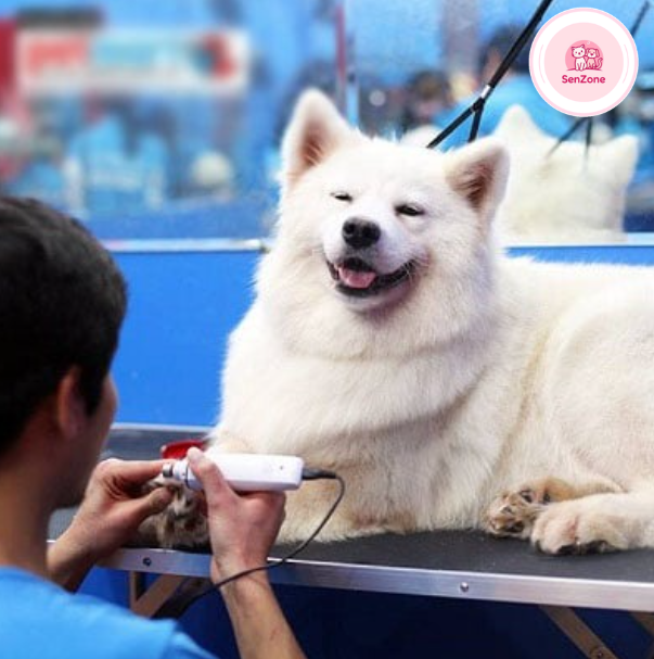 dịch vụ thú cưng