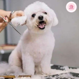 Xu hướng thời trang thú cưng Xuân – Hè 2026 đang định hình theo hướng hiện đại, cá tính và ngày càng gần với thời trang của con người. Không chỉ dừng lại ở yếu tố dễ thương, các thiết kế cho pet năm nay tập trung vào sự thoải mái, chất liệu an toàn và khả năng ứng dụng cao trong đời sống hằng ngày.